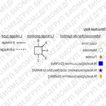 AdvanceBio 2AB 6СиалилNацетиллактозамин 6SLN ранее ProZyme