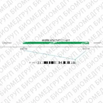 ДЛЯ КЛИЕНТОВ ЗА ПРЕДЕЛАМИ США. SureFISH 11p15.5 Chr11pTel 408kb P20 GR