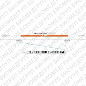 ДЛЯ КЛИЕНТОВ ЗА ПРЕДЕЛАМИ США. SureFISH 7p22.3 Chr7pTel 426kb P20 RD
