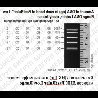 Маркер длин ДНК, FastRuler Low Range, 5 фрагментов от 50 до 1500 п.н., готовый к применению, Thermo FS, SM1103, 2х500 мкл