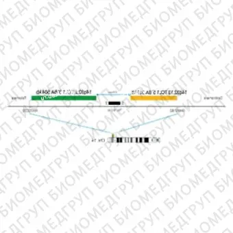 ДЛЯ КЛИЕНТОВ из США. SureFISH 14q32.13 TCL1 5 BA 361 КБ RD. TCL1, Break Apart, 20 тестов, Cy3, Концентрат, Ручное использование