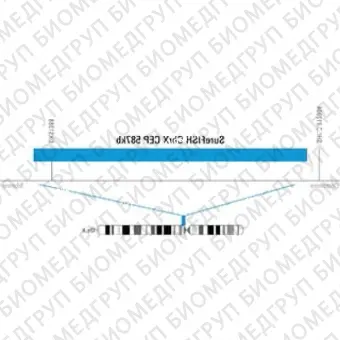 ДЛЯ КЛИЕНТОВ ЗА ПРЕДЕЛАМИ США. SureFISH ChrX CEP 587kb P20 BL