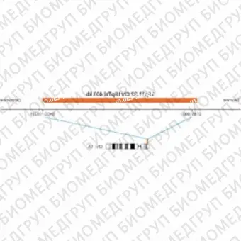 ДЛЯ КЛИЕНТОВ ЗА ПРЕДЕЛАМИ США. SureFISH 18p11.32 Chr18pTel 403kb P20 RD