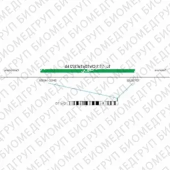 ДЛЯ КЛИЕНТОВ ЗА ПРЕДЕЛАМИ США. SureFISH 10p15.3 Chr10pTel 372kb P20 GR