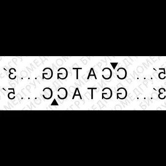 Эндонуклеаза рестрикции NcoI, 10 000 ед/мл, New England Biolabs, R0193 L, 5 000 единиц