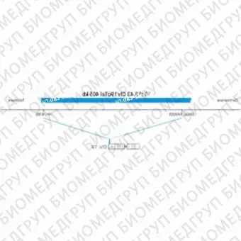 ДЛЯ КЛИЕНТОВ из США. SureFISH 19q13.43 Chr19qTel 405кб P20 BL. Теломер Chr19q, Копийный номер, 20 тестов, Аква, Концентрат, Ручное использование