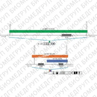 ДЛЯ КЛИЕНТОВ ЗА ПРЕДЕЛАМИ США. SureFISH 22q11.23 BCR DF 1388kb 20 гр