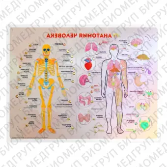 Стенд тактильнозвуковой Анатомия человека 860х650