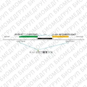 ДЛЯ КЛИЕНТОВ ЗА ПРЕДЕЛАМИ США. SureFISH 15q25.3 NTRK3 3 BA 435kb P20 RD