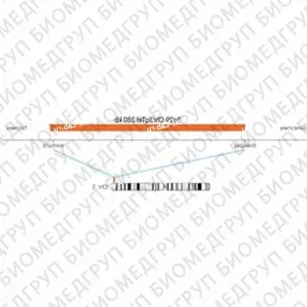 ДЛЯ КЛИЕНТОВ ЗА ПРЕДЕЛАМИ США. SureFISH 3q29 Chr3qTel 380kb P20 RD