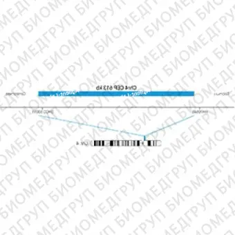 ДЛЯ КЛИЕНТОВ ЗА ПРЕДЕЛАМИ США. SureFISH Chr4 CEP 613kb P20 BL