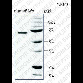 Альбумин человека, рекомбинантный белок, rhAlbumin, Россия, PSP1001, 1 мг