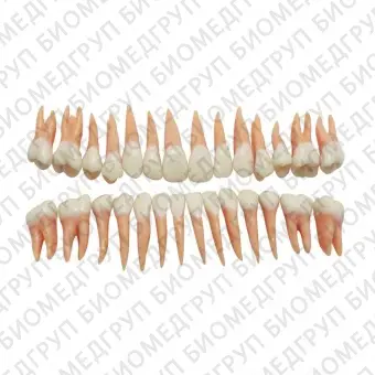 DM 101 Model Teeth  набор из 28 зубов натурального цвета с анатомическими корнями