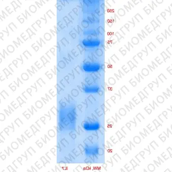 Интерлейкин 7 человека, рекомбинантный белок, rhIL7, Россия, PSG24050, 50 мкг
