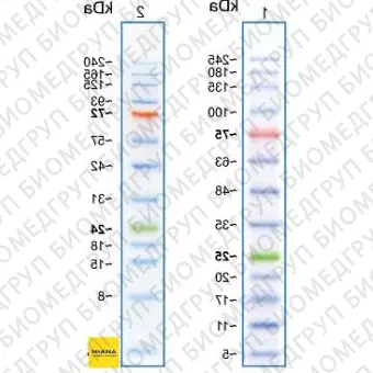Маркеры белковые молекулярного веса, предокрашенные, Prism Ultra, 3.5245 кДа, 13 полос, Abcam, ab116029, 500 мкл