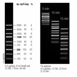 Маркер длин ДНК для экспресс анализа GeneRuler Express, 9 фрагментов от 100 до 5000 п.н., готовый к применению, 0,1 мкг/мкл, Thermo FS, SM1553, 50 мкг