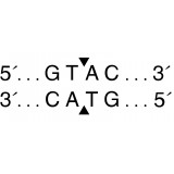 Эндонуклеаза рестрикции RsaI, 10 000 ед/мл, New England Biolabs, R0167 L, 5 000 единиц