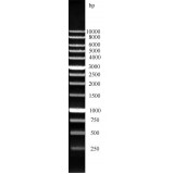 ДНК-маркер 10000/13C, 13 фрагментов от 250 до 10000 п.н.; концентрат 0,5 мг/мл, Диаэм, 1905.0250, 250 мкг
