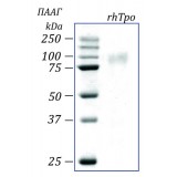 Тромбопоэтин человека, рекомбинантный белок, rhTpo, Россия, PSG090-50, 50 мкг