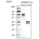 Фактор роста эндотелия сосудов-А человека, изоформа 165, рекомбинантный белок, rhVEGF-A165, Россия, PSG010-10, 10 мкг