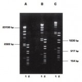 Агароза, низкий EEO, D1, GQT, Genetic Quality Tested, Импорт, 1932.1000, 1 кг