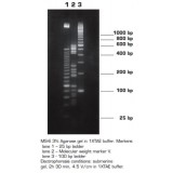 Агароза, низкий EEO, MS-6, Molecular Screening, повышенная четкость разделения фрагментов 150-750 п.н., Импорт, 1953.0250, 250 г