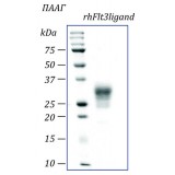 Лиганд fms-подобной тирозинкиназы 3 человека, рекомбинантный белок, rhFlt3L, Россия, PSG080-50, 50 мкг