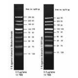Маркер длин ДНК TrackIt Ultra Low Range, 9 фрагментов от 10 до 300 п.н; готовый к применению; 0,5 мкг/мкл, Thermo FS, 10597025пробник, 5 реакций