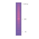 Маркер длин ДНК, EZ Load 20 bp, 50 фрагментов от 20 до 1000 п.н., готовый к применению, 0,1 мкг/мкл, Bio-Rad, 1708351, 500 мкл