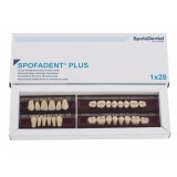 Spofadent Plus (С3) 1/35-0/5-1/65