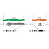 ДЛЯ КЛИЕНТОВ из США. SureFISH IGH CCND1 DF P20. IGH-CCND1, Dual Fusion, 20 тестов, Cy3-FITC, концентрат, ручное использование