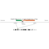 ДЛЯ КЛИЕНТОВ ЗА ПРЕДЕЛАМИ США. SureFISH 8q12.1 PLAG1 5' BA 625kb P20 GR